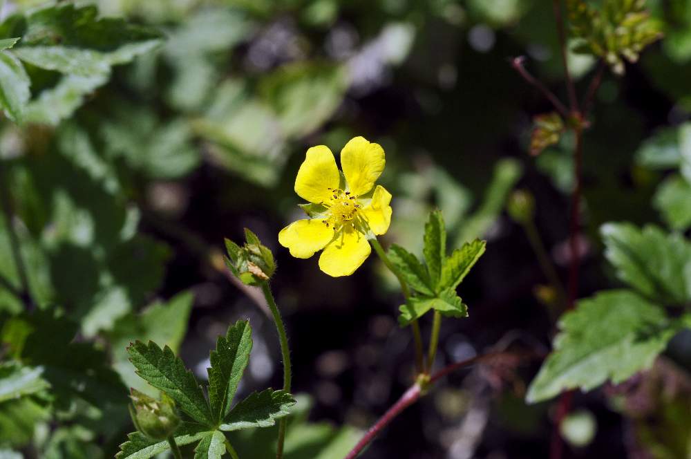 Potentilla reptans